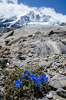 Alpine landscape with flowering Bitterwort and moutains