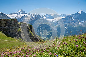 alpine landscape with flowers and view to bernese alps, Grindelwald First, Cliff walk