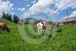 Alpine landscape with grazing cows, Switzerland