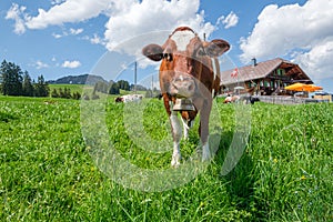 Alpine landscape with grazing cows, Switzerland