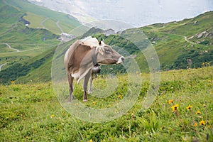 alpine landscape with green meadow and brown milker cow, Bernese Oberland