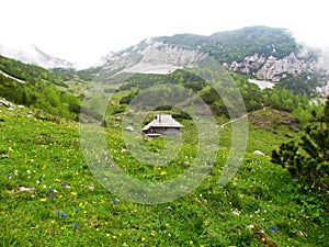 Alpine landscape at in Kamnik-Savinja alps with a shepards hut and a colorful garden of wildflowers