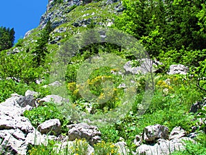 Alpine landscape with large rocks and yellow blooming Genista radiata bush