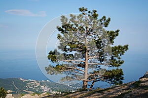 Alpine landscape. Lonely tree on the cliff of a large mountain. Sea view and small town