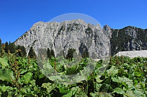 Alpine landscape and monks rhubarb (rumex alpinus) plants