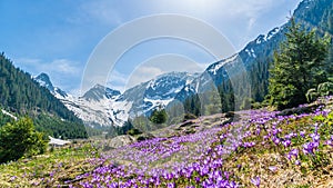 Alpine landscape with purple crocus