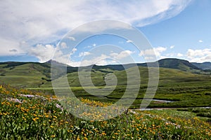 Alpine landscape with wildflowers along the Brush Creek trail near Crested Butte, Colorado, USA