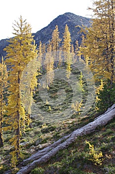 Alpine Larches