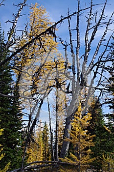 Alpine Larches