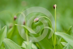 Alpine leek in summer Carpathian mountains