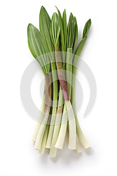 Alpine leek, victory onion