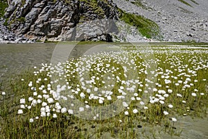 Alpine Linaigrette flower on the cow lake, Vanoise national Park, France