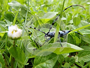 Alpine longhorn beetle