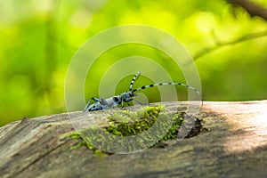 The Alpine Longicorn, a blue beetle on a summer day