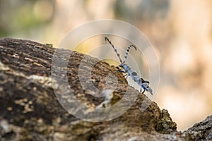 The Alpine Longicorn, a blue beetle on wood