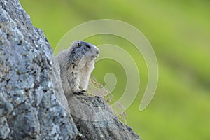 Alpine marmot