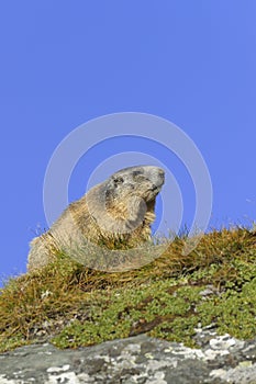 Alpine marmot