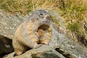 Alpine marmot