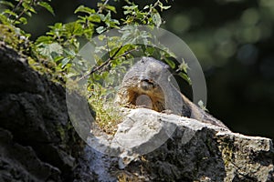 Alpine marmot