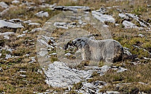 Alpine Marmot