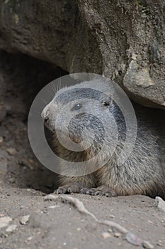 Alpine Marmot