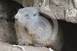 Alpine Marmot