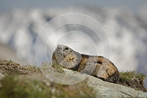 Alpine marmot