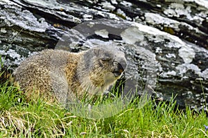 Alpine marmot