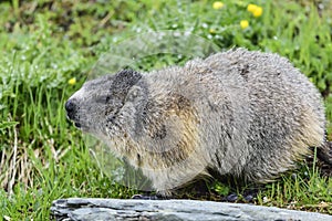 Alpine marmot