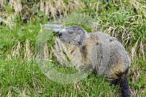 Alpine marmot