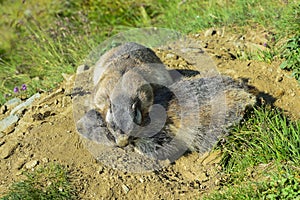 Alpine marmot