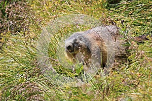 Alpine marmot