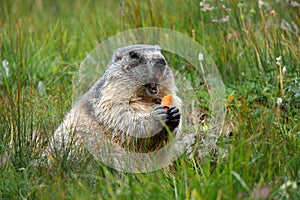 Alpine marmot with a carrot in the claws making a warning cry