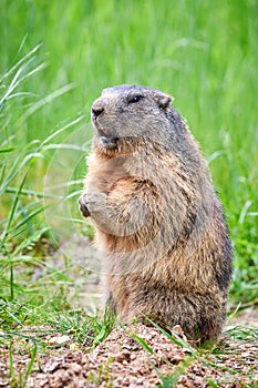 Alpine Marmot Closeup Marmota marmota