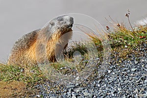 Alpine Marmot on green meadow at Grossglockner