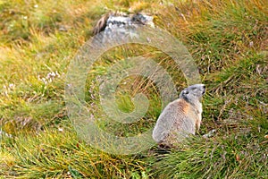 Alpine Marmot on green meadow at Grossglockner