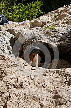 Alpine Marmot, Italy . wild marmot. A marmot posing  scenery in Italy. Marmot Marmota marmota in natural habitat