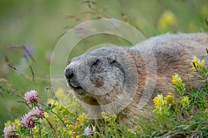 Alpine marmot lying in a meadow between yellow rattleweed and red clover photo