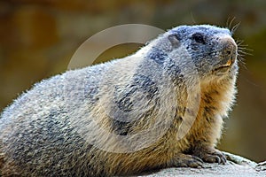 Alpine marmot