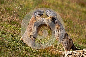 Svišť alpský, svišť marmota, bojující o území u vchodu do doupěte