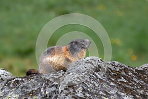 Alpine marmot, Marmota marmota, High Tatras, Slovakia