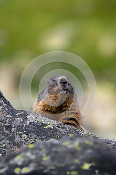 Svišť alpský, Marmota marmota, Vysoké Tatry, Slovensko