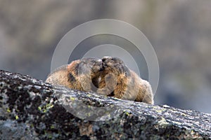 Alpine marmot, Marmota marmota, High Tatras, Slovakia