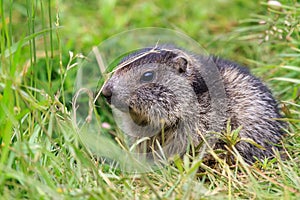 The alpine marmot Marmota marmota