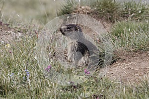 Alpine marmot Marmota marmota