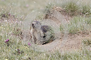 Alpine marmot Marmota marmota