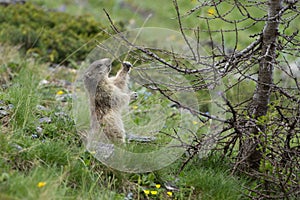 Alpine Marmot - Marmota Marmota