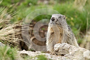 Alpine Marmot - Marmota Marmota