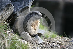 Alpine marmot, Marmota marmota