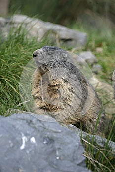 Alpine marmot, Marmota marmota